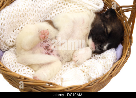 Petit chiot dormir dans panier Banque D'Images