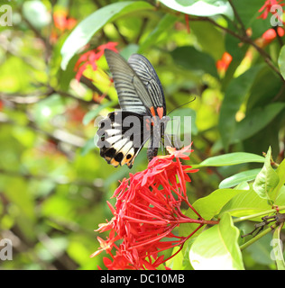 Close up of mail grand mormon butterfly perching on red ixora fleur Banque D'Images