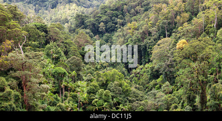 Paysage de forêt tropicale, Parc National de Springbrook, Queensland, Australie Banque D'Images