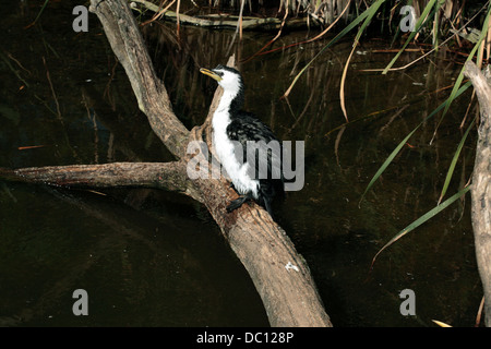 Grand Cormoran perching on tree branch - Phalacrocorax varius- Famille Phalacrocoracidés Banque D'Images