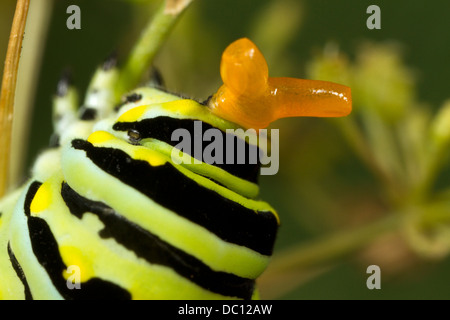 Caterpillar Swallowtail noir (Papilio polyxenes) se nourrissant de persil et affichant son . Banque D'Images