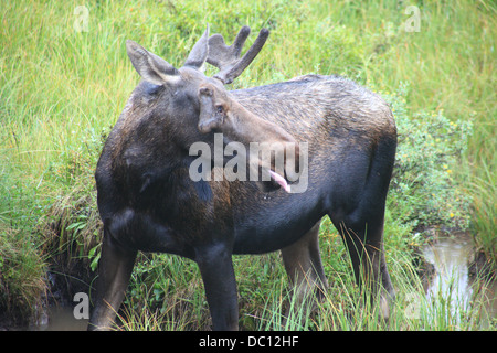 L'orignal mâle dans la région de Kananaskis (Alberta) Banque D'Images
