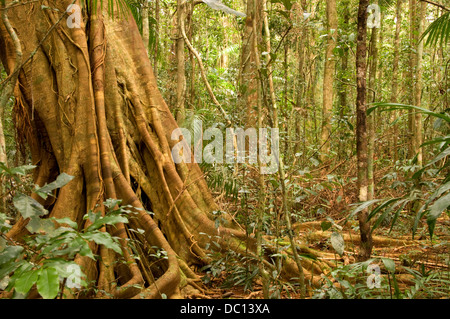 Paysage de forêt tropicale, Queensland, Australie Banque D'Images