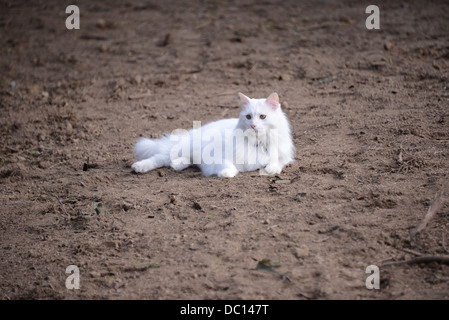 Chat Angora turc blanc moelleux pedigree champion couché sur le sol chocolat saletés closeup portrait majestueux avec les oreilles et le nez rose Banque D'Images