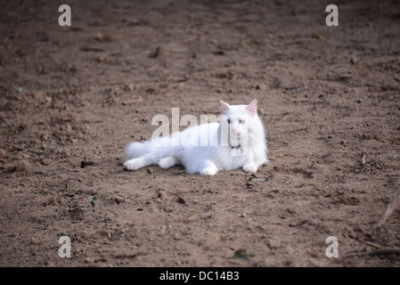 Chat Angora turc blanc moelleux pedigree champion sur la saleté du sol chocolat closeup portrait superbe oreille nez rose clair  + M. Banque D'Images