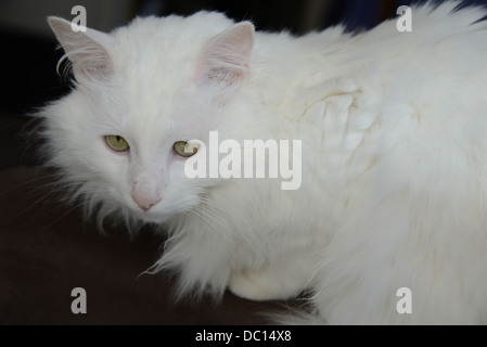 Chat blanc portrait assis fond foncé nez et oreilles roses chat angora turc champion pedigree. autorisation modèle disponible. Banque D'Images