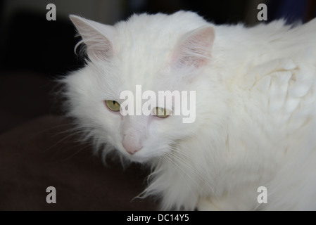 Chat blanc portrait assis sur canapé Angora turc bras champion pedigree. rose le nez et les oreilles avec le modèle libération Banque D'Images