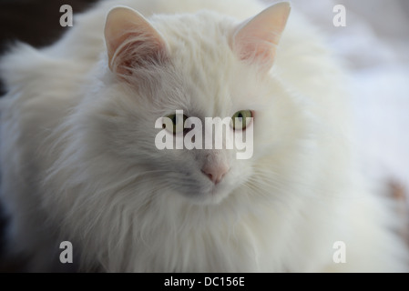 Chat blanc portrait avec lumière douce pedigree Angora Turc champion. avec le modèle libération oreilles roses et le nez Banque D'Images