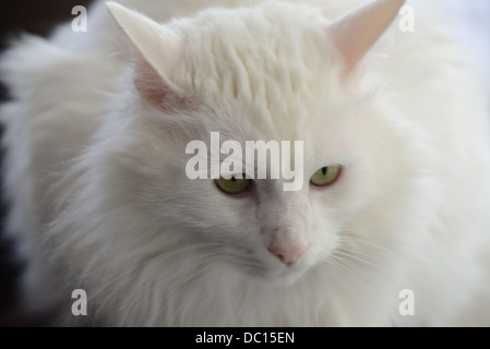 Portrait de chat blanc chat Angora Turc pedigree 6 ans vert jaune rose yeux nez et oreilles roses fluffy assis libre Banque D'Images