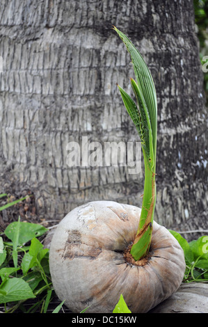 L'huile de palme monocotyledon germination des plantes arbres Banque D'Images