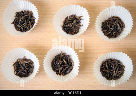 Des plats inhabituels, insectes Tenebrio molitor, larve, ténébrion meunier Banque D'Images