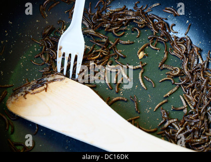 Des plats inhabituels, insectes Tenebrio molitor, larve, ténébrion meunier Banque D'Images