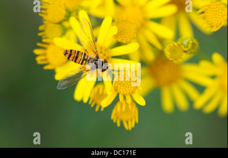 Hoverfly sur fleur jaune, Norfolk, Angleterre Banque D'Images