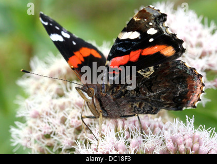 Papillon vulcain (Vanessa atalanta) vue frontale, ailes demi-ouvert Banque D'Images