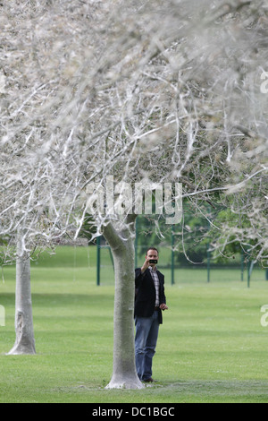 L'avenue de fantômes' après le chemin a été transformée par une infestation de bird cherry hyponomeute des chenilles à Cambridge. Banque D'Images