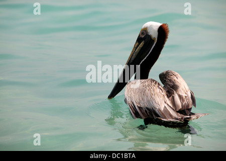 Pélican brun immatures (Pelecanus occidentalis) se préparer à prendre son envol à partir de l'océan - Miami Beach, Floride Banque D'Images