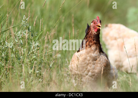 De grands hen tournant dans l'herbe à la ferme Banque D'Images