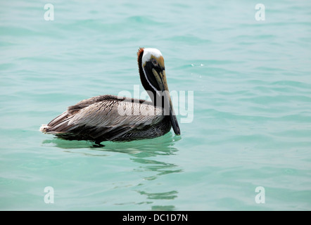 Pélican brun immatures (Pelecanus occidentalis) se préparer à prendre son envol à partir de l'océan - Miami Beach, Floride Banque D'Images