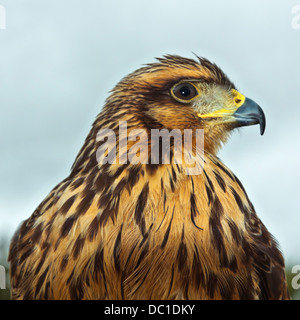 Portrait et close-up détails d'un Harris Parabuteo unicinctus (Hawk) Banque D'Images