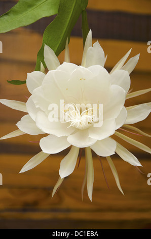 Epiphyllum oxypetalum, un night-blooming cactus flower bud Banque D'Images