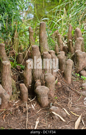 Taxodium distichum (cyprès de marais) avec des racines aériennes Banque D'Images