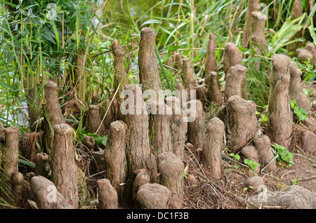 Taxodium distichum (cyprès de marais) avec des racines aériennes Banque D'Images