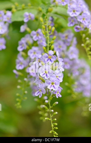 Berry (pigeon duranta erecta) Banque D'Images