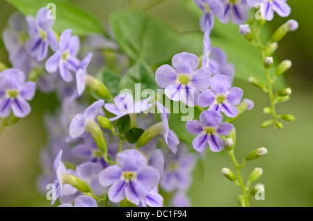 Berry (pigeon duranta erecta) Banque D'Images