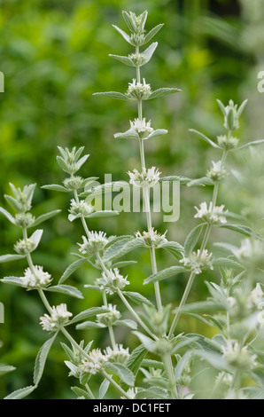 Clinopodium menthifolium bois menthe (subsp. menthifolium syn. Calamintha sylvatica) Banque D'Images