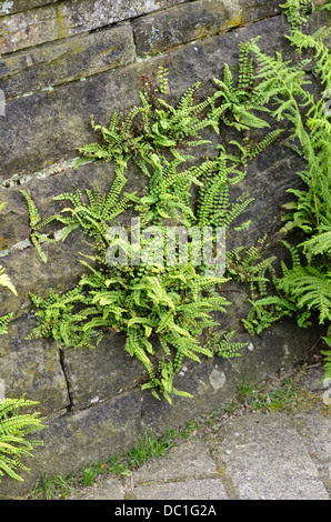 Maidenhair spleenwort (asplenium trichomanes) Banque D'Images