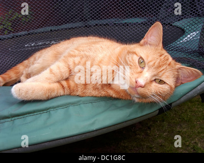 Lazy ginger tom cat lying on trampoline de childs Banque D'Images