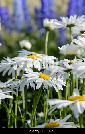 Marguerite (Leucanthemum maximum géant 'firnglanz') Banque D'Images