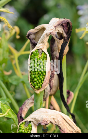 Arum dragon (dracunculus vulgaris) Banque D'Images