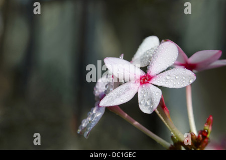 La pervenche, Sadafuli ( Catharanthus roseus ) fleur. Pervenche de Madagascar. Banque D'Images