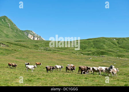 La Suisse, le Canton du Tessin, Lucomagno pass, les vaches Banque D'Images