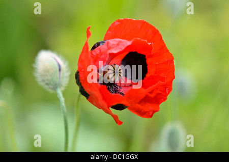 Ladybird pavot (Papaver commutatum) Banque D'Images