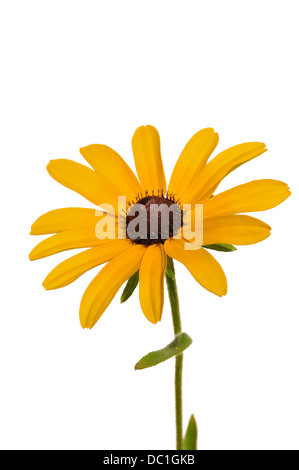 Black-eyed Susan fleur - Rudbeckia hirta Banque D'Images