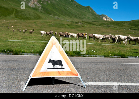 La Suisse, le Canton du Tessin, Lucomagno pass, les vaches Banque D'Images