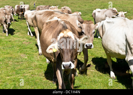 La Suisse, le Canton du Tessin, Lucomagno pass, les vaches Banque D'Images