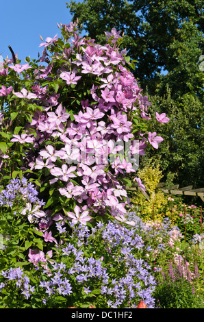 Clematis (Clematis hybride) Hagleys et milky bellflower (Campanula lactiflora) Banque D'Images