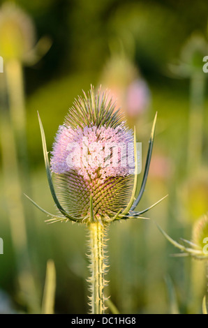 (Cardère commune Dipsacus fullonum) Banque D'Images