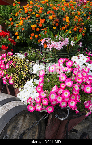 Les pétunias (petunia), des lauriers roses (Nerium oleander) et west Indian lantanas (Lantana camara) Banque D'Images