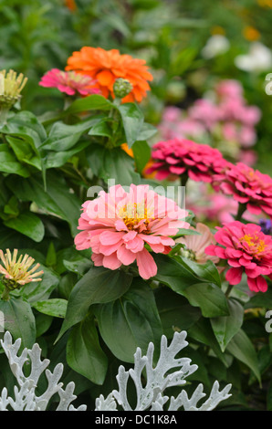 Zinnia zinnia (commune violacea syn. Zinnia elegans) Banque D'Images