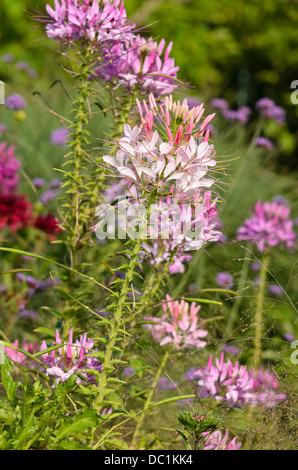 Fleur araignée (tarenaya hassleriana Cleome hassleriana) syn. Banque D'Images