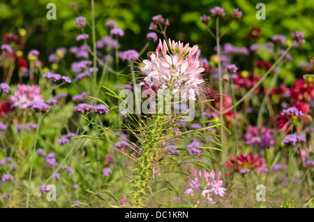 Fleur araignée (tarenaya hassleriana Cleome hassleriana) syn. Banque D'Images