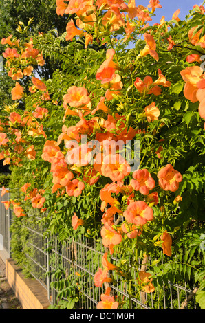 Trumpet creeper (campsis radicans) Banque D'Images