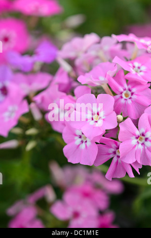 Phlox (Phlox drummondii annuel) Banque D'Images
