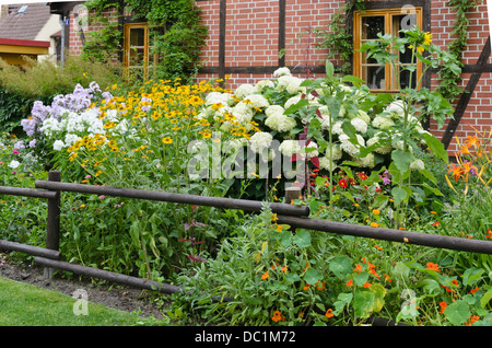 Faux (tournesol), Heliopsis helianthoides hortensia (Hydrangea arborescens arbres) et capucine (Tropaeolum majus) Banque D'Images