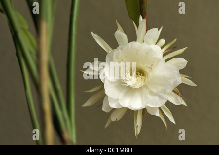 Epiphyllum oxypetalum, une boîte de nuit fleur de cactus en fleurs Banque D'Images