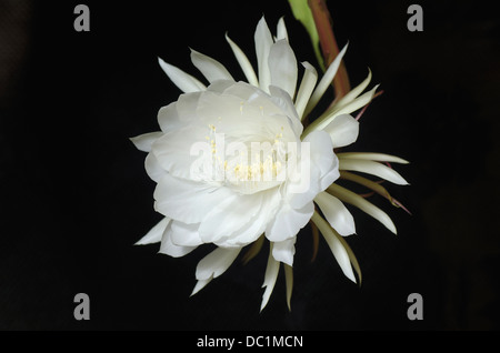 Epiphyllum oxypetalum, une boîte de nuit fleur de cactus en fleurs Banque D'Images